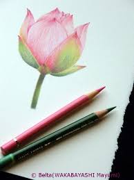 A Pink Lotus For This Drawing I Used Faber Castell Polychromos Stonehenge Paper C Belta Wakabaya Color Pencil Art Color Pencil Drawing Colored Pencil Artwork
