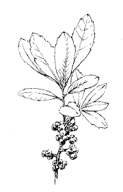 Image result for Myricaceae