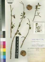 Image result for Combretum mkuzense