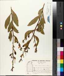 Image result for Acacia adenocalyx