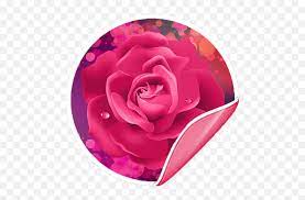 Beautiful dp images photo picture pics wallpaper download & share. Flowers Roses Stickers For Whatsapp Rose Flower Dp For Whatsapp Png Family Icon Images For Whatsapp Free Transparent Png Images Pngaaa Com