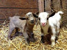 Este es un video donde nos muestran a cabras bebés que no obstante apenas empiezan a caminar, juegan con resbaladeros, juegan con perros. 37 Ideas De Cabras Bebes Cabras Bebe Cabras Animales Bebes