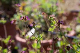 Image result for Pelargonium grossularioides
