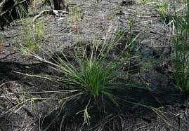 Image result for Rhynchospora eximia