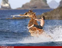 Sea Horse Jet Ski Pictures Strange Sea Horse Jet Ski Pics Weird Ocean Animals Seahorse Sea