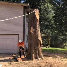 Professional Tree Cabling Services in Manassas, Virginia