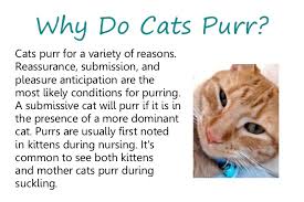 Can being near a purring cat help you physically heal? Why Do Cats Purr