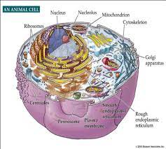 Do animal cells have golgi apparatus. Quotes About Animal Cells 21 Quotes