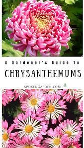 Chrysanthemums A Gardener S Guide And Plant Profile Plants Chrysanthemum Plant Faux Plants