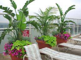 Giant Bird Of Paradise In Pots Majesty Palm Tropical Landscaping Backyard Pool Landscaping Pool Planters