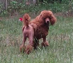Maybe you would like to learn more about one of these? Kassel Poodles Posts Facebook