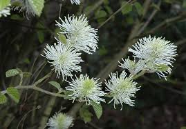 Image result for Hamamelidaceae