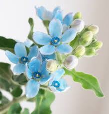 ブルー スター 切り花