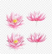 Watercolor flows from wet to less wet surface when the paper is at an angle. Jpg Transparent Stock Flowers Watercolor Painting Lotus Watercolor Flowers Easy Draw Png Image With Transparent Background Toppng