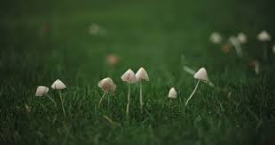 Some people freak out that you need to eradicate the mushrooms — including any and all parts of them growing underground. How To Get Rid Of Mushrooms In Yard Once And For All Lawn Chick