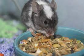 How Long Can Mice Live Without Food