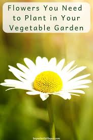 16 july 2010, written by jeremy dore. Flowers To Plant In Vegetable Gardens The Imperfectly Happy Home Gardening For Beginners Plants Vegetable Garden Design