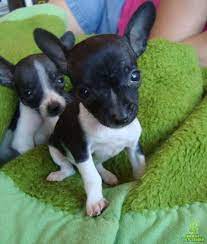 vendo filhotes pinscher caes filhotes filhotes chihuahua bebe lindos filhotes