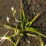 Image result for Subularia