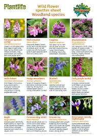 Content updated daily for flowers uk. Plantlife On Twitter Always Wanted To Name That Wildflower Plantlife S Greatbritishwildflowerhunt Is For You Our Spotter Sheets Help You Name 70 Common Wildflowers Of Gardens Towns Countryside Woods While You Re At