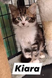 INTRODUCING THESE BEAUTIFUL BABIES Kiara & Aang are very sweet kittens They  came in very unsure of humans but have since some around and enjoy a nice  pat and a scratch behind