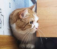 How much does it cost to treat a cat with cancer? How To Tell If Your Cat Is Sick Or In Pain