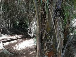 Image result for Erythroxylum platycladum