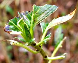The following is a list of landscape plants rated according to their resistance to deer damage. Garden Defenses Against Deer Piedmont Gardener