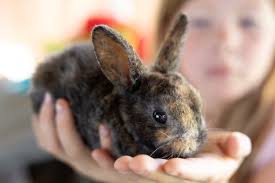 Misty Dameron Photography