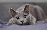 8 Most Fabulous Gray Cat Breeds And Their Characteristics