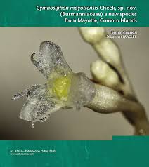 Image result for Warneckea albiflora