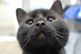 Tierheim und tierschutzverein für die städteregion aachen e.v. Katzenschmuser Tierheim Gelsenkirchen Home Facebook