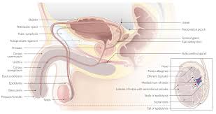 Image result for Genitourinary Trauma