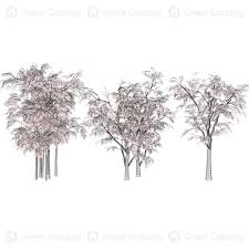 Image result for Acacia brevispica