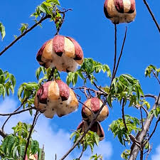 Image result for Exochaenium grande