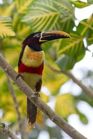 Pin By Tony Shaw On Toucans Pantanal Brazil Animal Posters