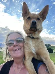 Playful kelpie dog named Kira