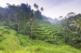 9 Examples Of Terrace Farming Around The World Hillside Farming Farm Farm Art