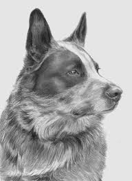Black And White Blue Heeler Clipart Pet Portrait Gallery Blue Heeler Dogs Blue Heeler Dog Art