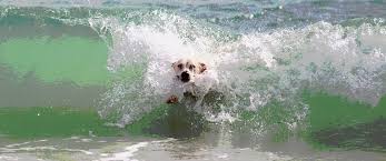 We did not find results for: Natural Toxins And Poisons Fairfield Beach Access