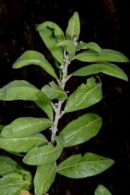 Image result for Clutia swynnertonii