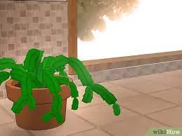 Our porch screening materials guide shows you many options for your screened porch windows. How To Care For A Christmas Cactus 14 Steps With Pictures