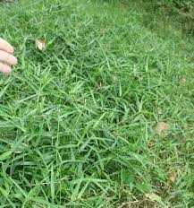 Image result for Steinchisma laxum