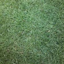 Dan menjual berbagai jenis tanaman hias, dan jasa pembuatan taman minimalis, kolamikan, penanaman rumput. Jual Rumput Golf Green Permeter Full Tukang Rumput Taman Kab Bogor Tukang Rumput Taman Tokopedia