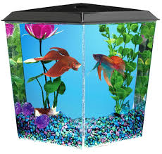 Pin On Fish Tank Ideas