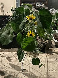 Image result for Stictocardia