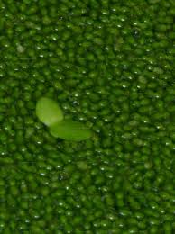 Image result for Wolffia arrhiza