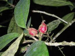 Image result for Psychotria mahonii