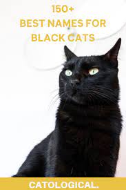 Top 150 Names For Black Cats Funny Unique Pop Culture Inspired Classic And More Names For Black Cats Cute Cat Names Grey Cat Names