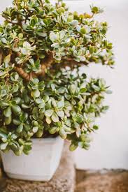 Jade Plant Crassula Ovata Guide Learn About Types Care